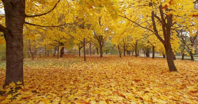 yellow leaves on trees in city autumn park