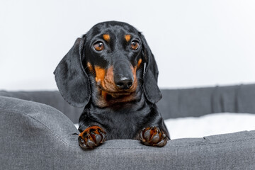 Portrait of adorable dachshund puppy who obediently lies in pet bed and looks attentively at something, following the command, front view. Specially equipped place for dog in house.