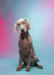 Funny dog on a colored, pink-blue background. Happy Weimaraner puppy 