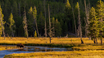 yellowstone national park / wild bison / madison river