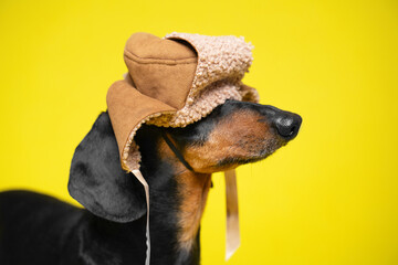 Portrait of funny dachshund dog in a hat with earflaps, which has moved down and covered its eyes, so pet does not see anything, studio shooting on yellow background, side view, copy space.