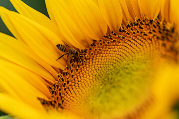 Sunflower close-up with bee