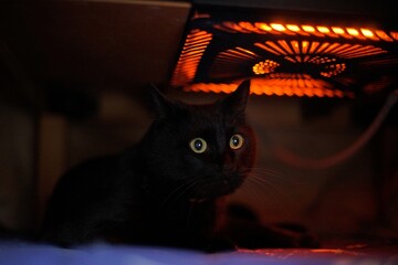 A black cat relaxing in the KOTATSU heater