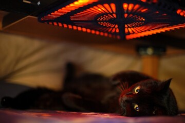 A black cat relaxing in the KOTATSU heater