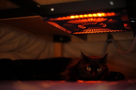 こたつの中でくつろぐ黒猫
