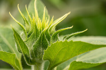 Sunflower bud