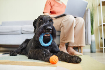 Black schnauzer lying on floor and playing toys while its owner working on laptop on sofa in background