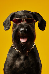 Portrait of black terrier in stylish glasses and gold chain on its neck looking at camera against...