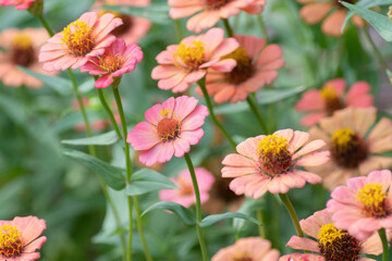 A group of peach and pink zinnias growing in a summer garden. - obrazy, fototapety, plakaty