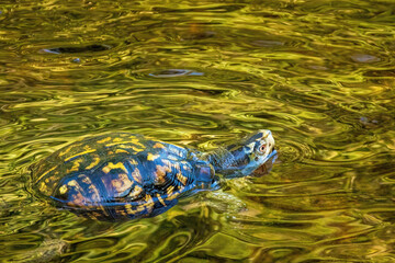 turtle swimming in the water