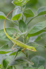 A green anole crawling down the leaves of a plant in the garden.