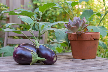Three harvested aubergines on a table on a sunny day in summer.
