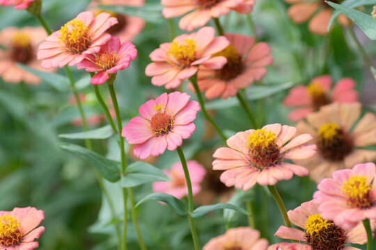 A group of peach and pink zinnias growing in a summer garden.