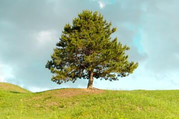 Fototapeta na wymiar Lone Pine tree at the ancient tombs park 2