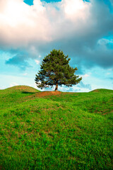 Fototapeta na wymiar Lone Pine tree at the ancient tombs park