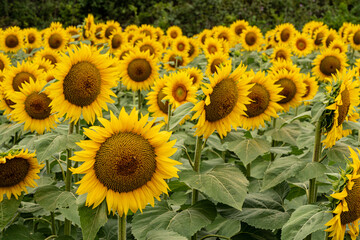 Obraz premium Sunflower field