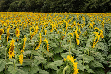 Sunflower field facing backwards
