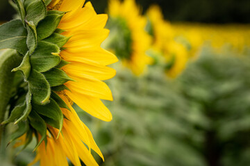 Sunflower edges