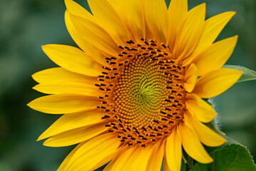 Obraz premium Sunflower close-up