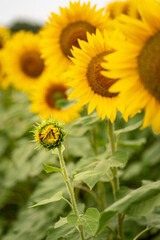 Sunflower bud in field