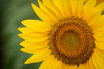 Obraz premium Sunflower close-up