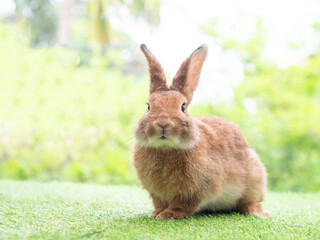 Brown cute rabbit sitting on grass with green nature background. Lovely action of young rabbit.