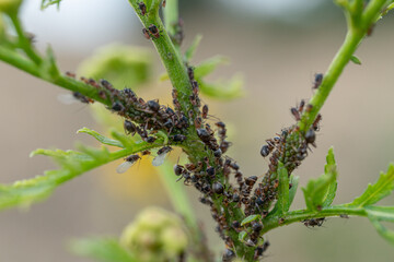 Aphids in large numbers on the stems of garden plants, guarded by ants, summer flowering of plants,...