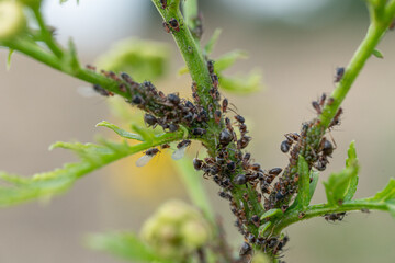 Aphids in large numbers on the stems of garden plants, guarded by ants, summer flowering of plants, macro close-up, blurred background.