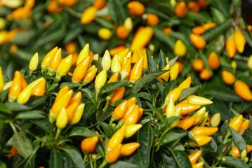 Bright yellow color of Ornamental Pepper 'Sedona Sun'
