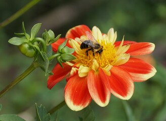 Closeup of a bee pollinating a red and yellow Dahlia flower