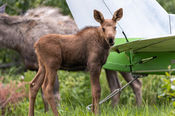Cute Moose Calf and Plane