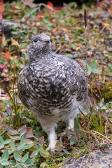 Rock Ptarmigan in Alaska