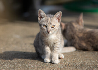 portrait kitten in the grass 
