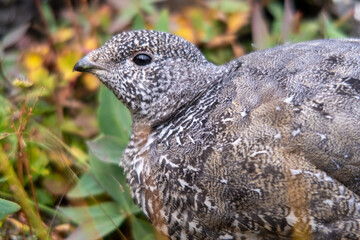 Rock Ptarmigan in Alaska