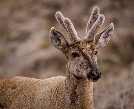 El huemul ​ o ciervo sur andino, en el parque nacional cerro castillo, 
