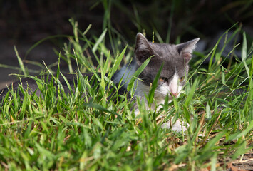 portrait kitten in the grass 