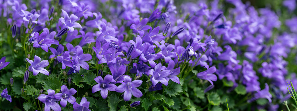 Campanula poscharskyana, the Serbian bellflower or trailing bellflower, semi-evergreen trailing perennial, valued for its lavender blue star shaped flowers. close up. blurred background.