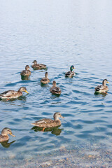 A vertical shot of a wild duck Anas platyrhynchos swimming in a lake or river looking adorable