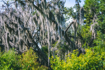 down in the bayou