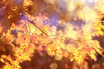 Fototapeta na wymiar yellow tree crown background top, fall leaves majestic