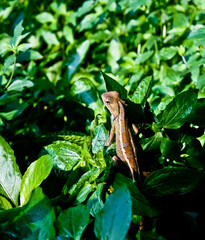 Obraz premium Lizard (Podarcis muralis) basking in the leaves