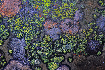 lichen moss texture background, nature abstract old stone