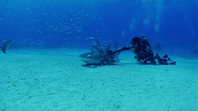 A scuba diver petting Tiger shark while the shark is a rest in tonic immobility