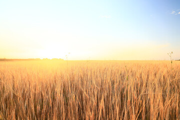 Naklejka premium crisis harvesting grain spikelets sun sunset background