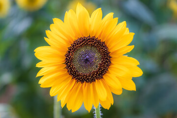 Obraz premium Simple, Single, Sunflower