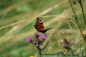 Schmetterling