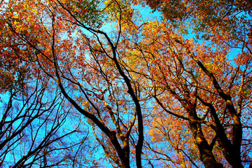 Fancifully curved branches of beech trees with autumn colored leaves and the blue sky in the background in Monte San Vicino e Monte Canfaito natural reserve