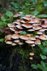 Fototapeta premium Pilz Gruppe