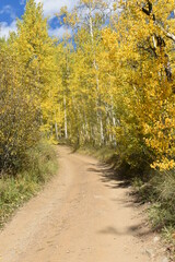 Dirt road surrounded by aspen trees in autumn
