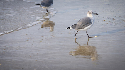 seagull at the beach